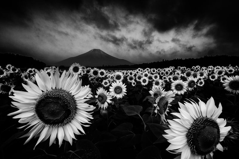 Fuji,mountain,Japan,clouds,flower,sun,summer, Yellow Faces фото превью