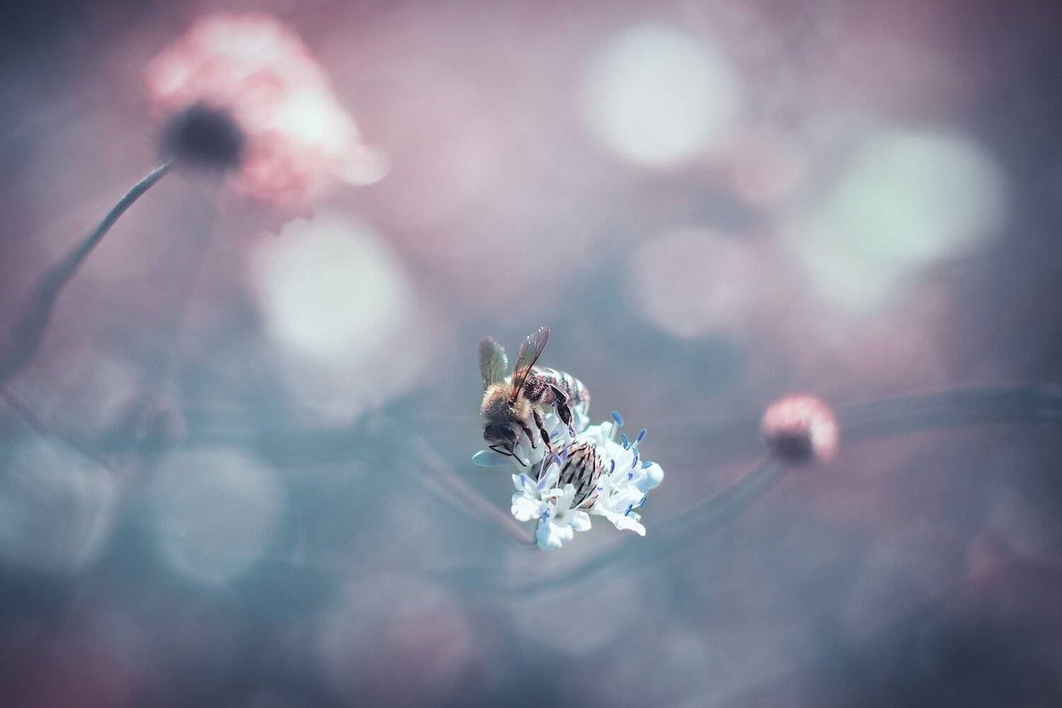 , Тодор Божков