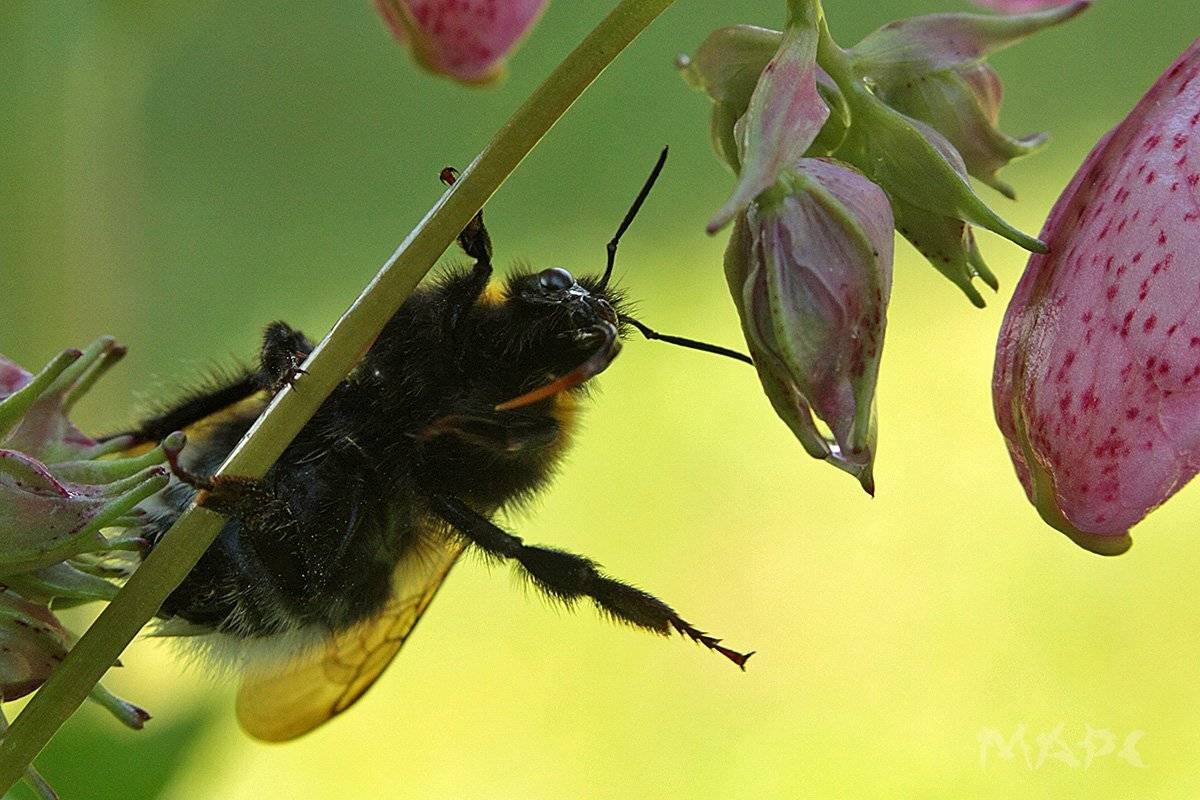 макро жук шмель цветок лето, Шангареев Марс