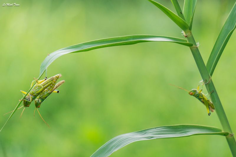 grasshopers The winner takes it all фото превью