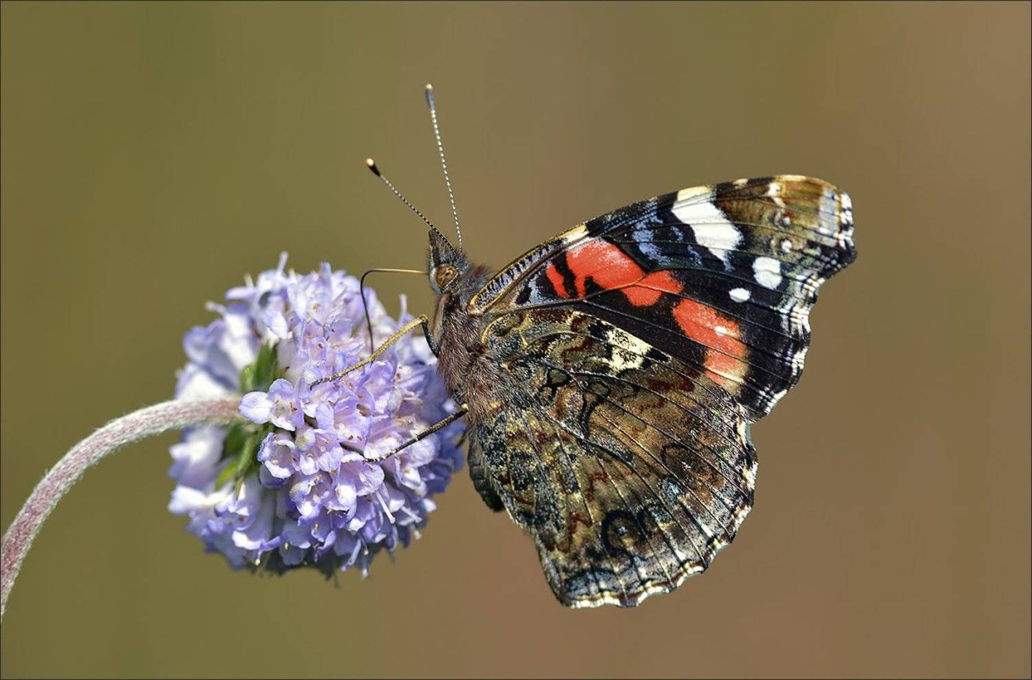 адмирал, Андрей Медведев