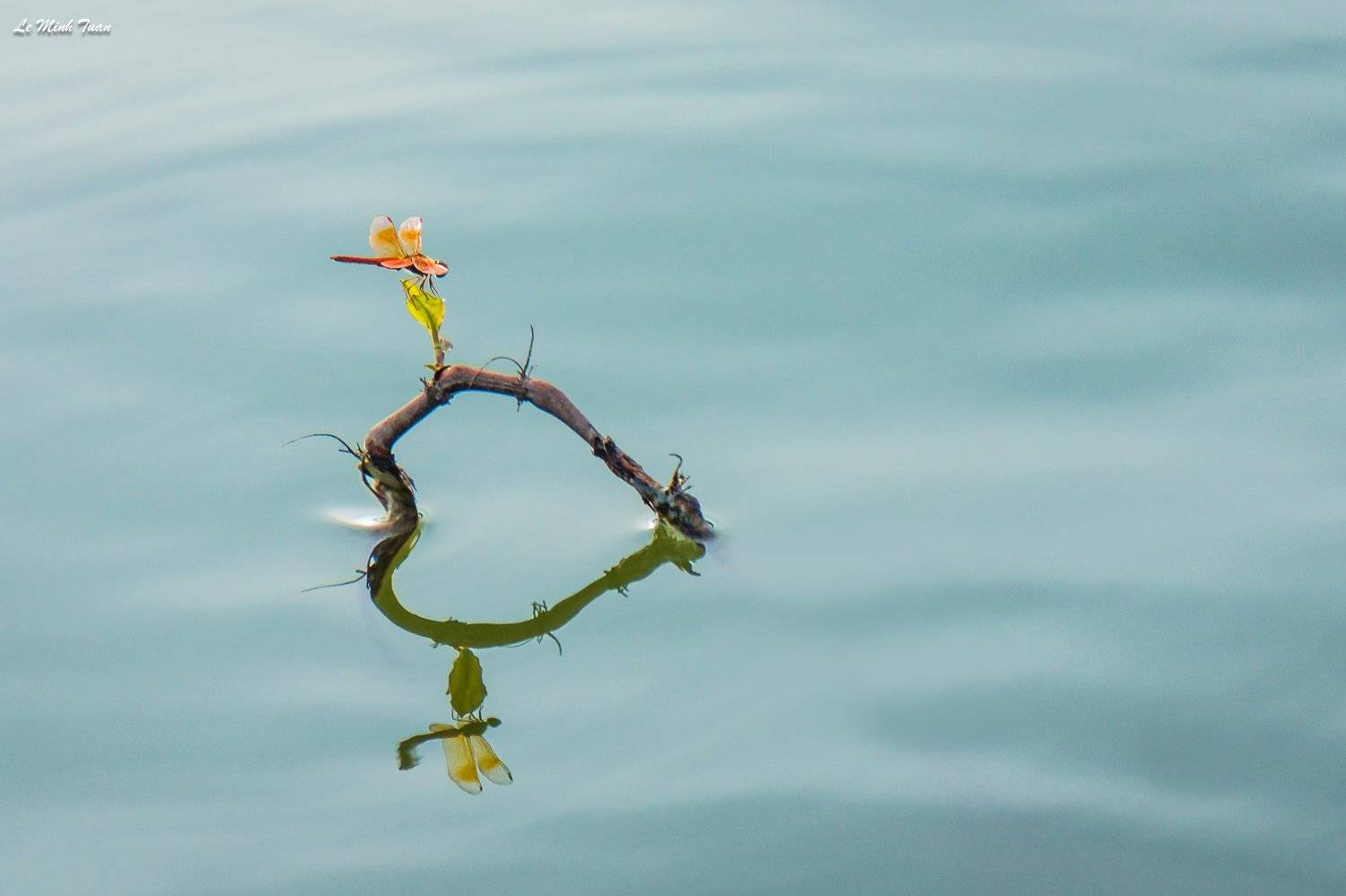 dragonfly, L&ecirc; Minh Tuấn