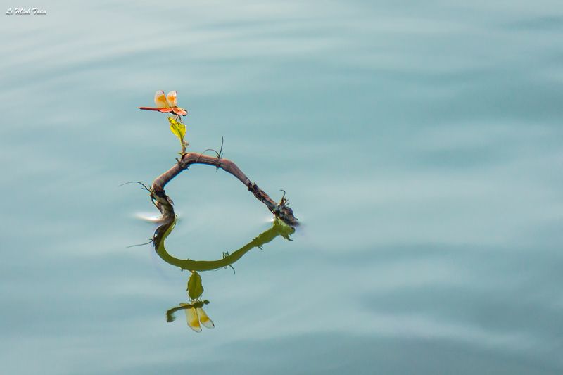 dragonfly Touch the heart фото превью