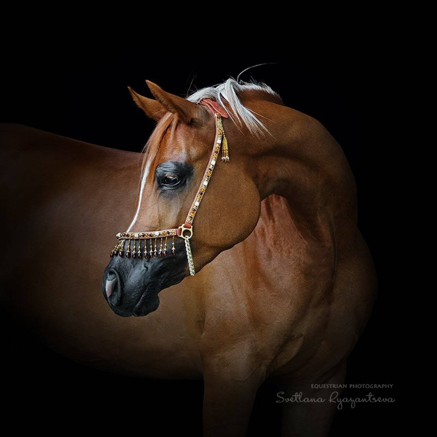 horse, лошадь, лошади, portrait, Svetlana Ryazantseva