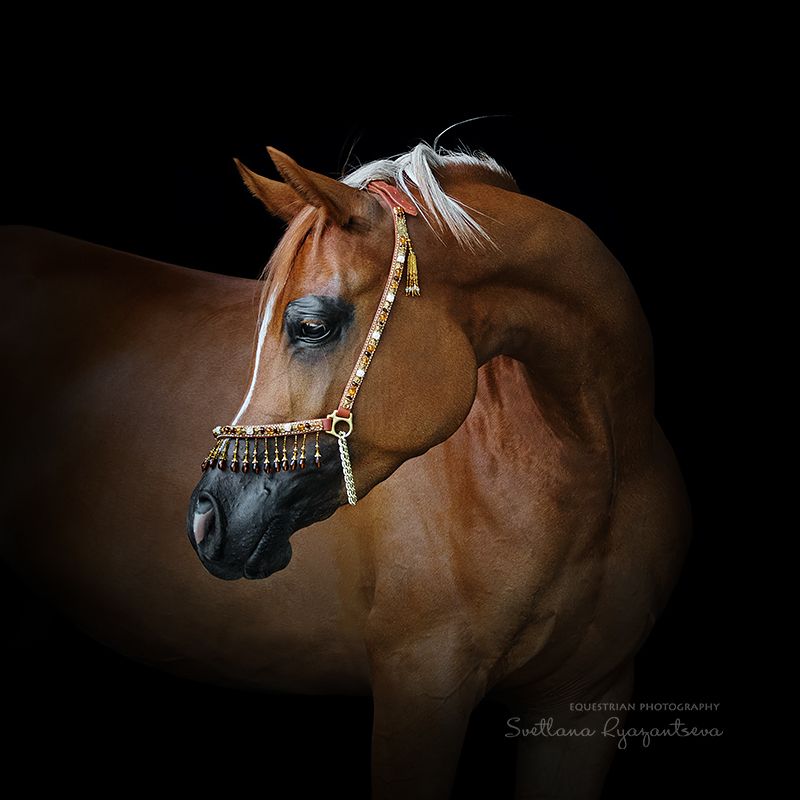 horse, лошадь, лошади, portrait Арабские мотивы фото превью