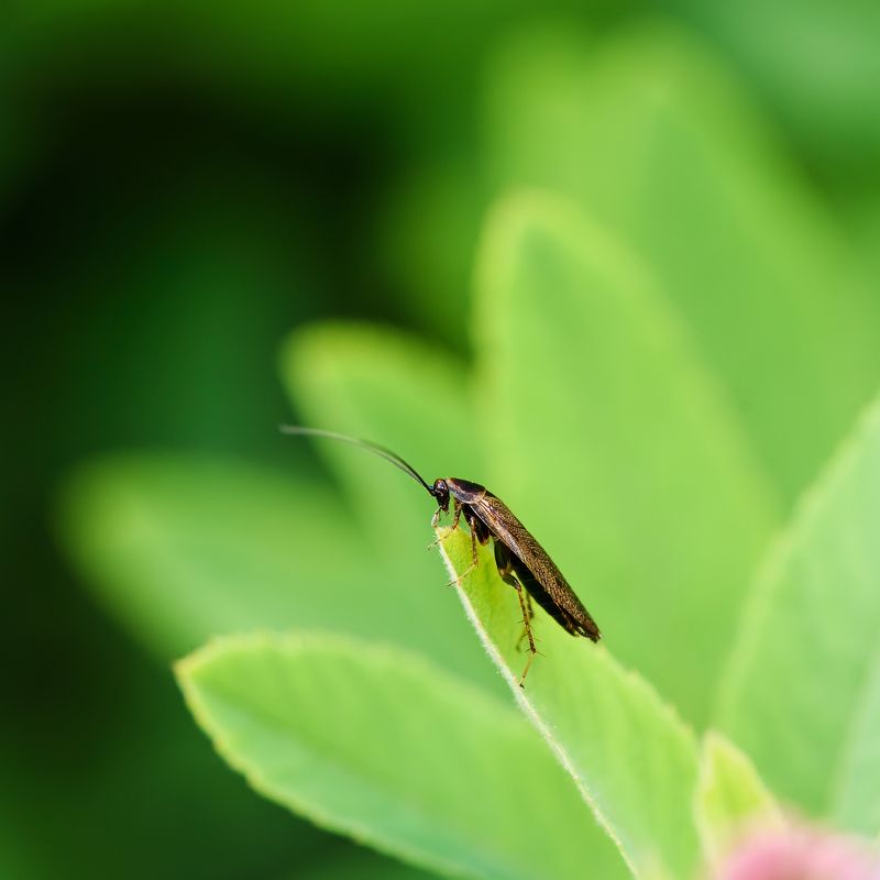 Статный как олень фото превью