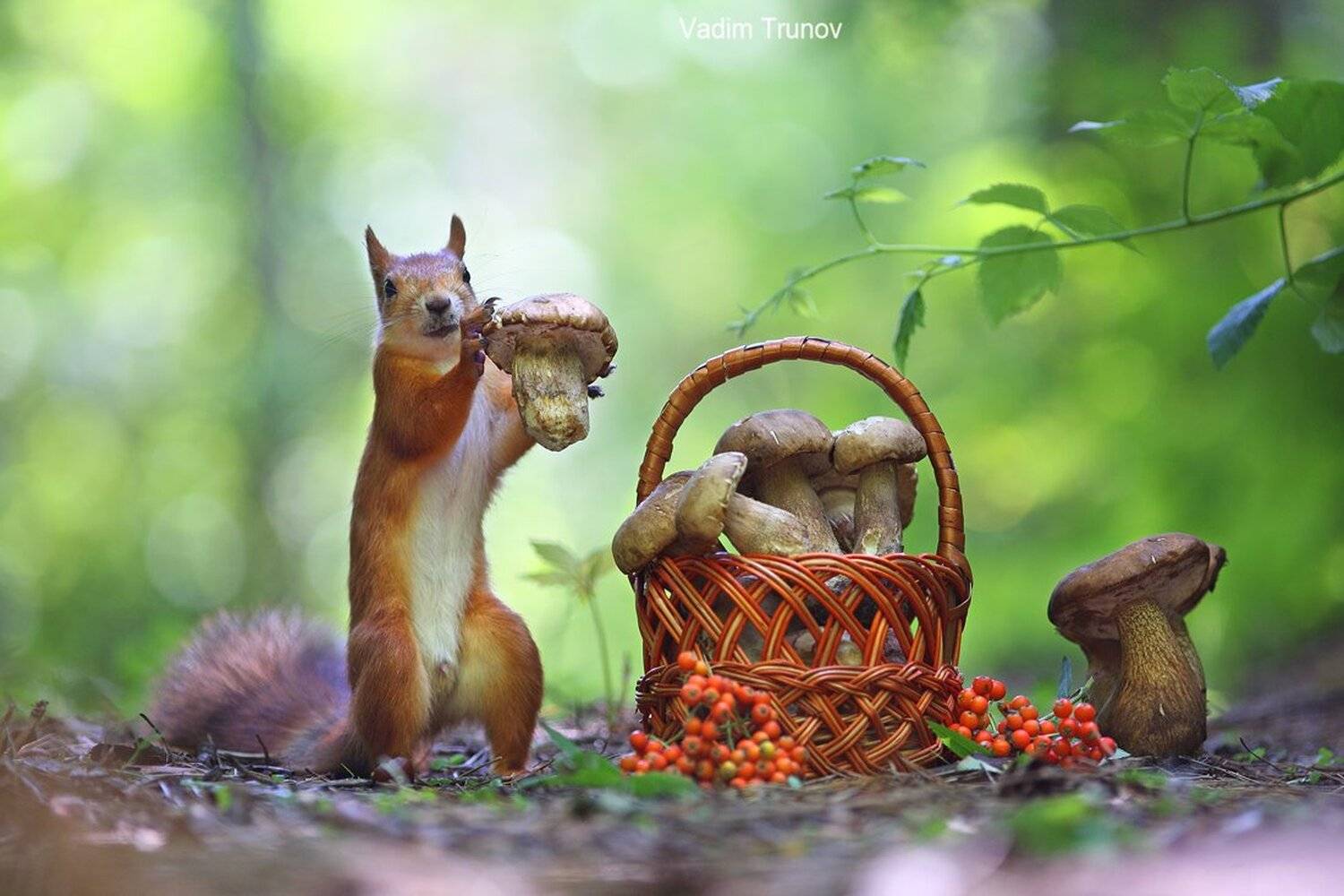 , Вадим Трунов