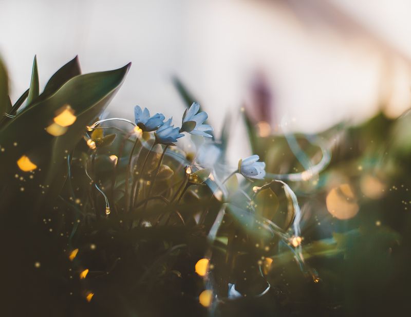 природа, цветы, весна, боке Цветы в лампочках фото превью