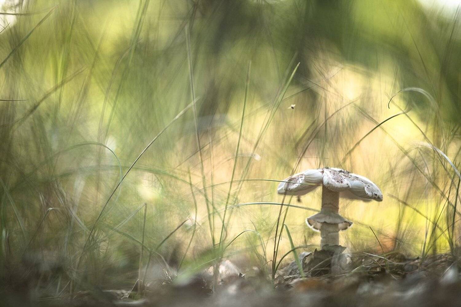 гриб, мошка, макро, свет, травка, воронеж, геннадий мещеряков, позитив, Геннадий Мещеряков