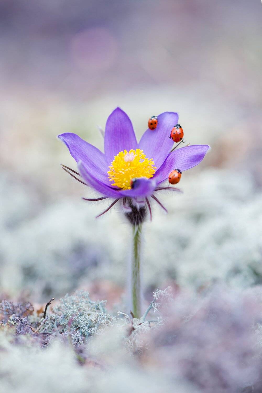 , Анастасия Добровольская