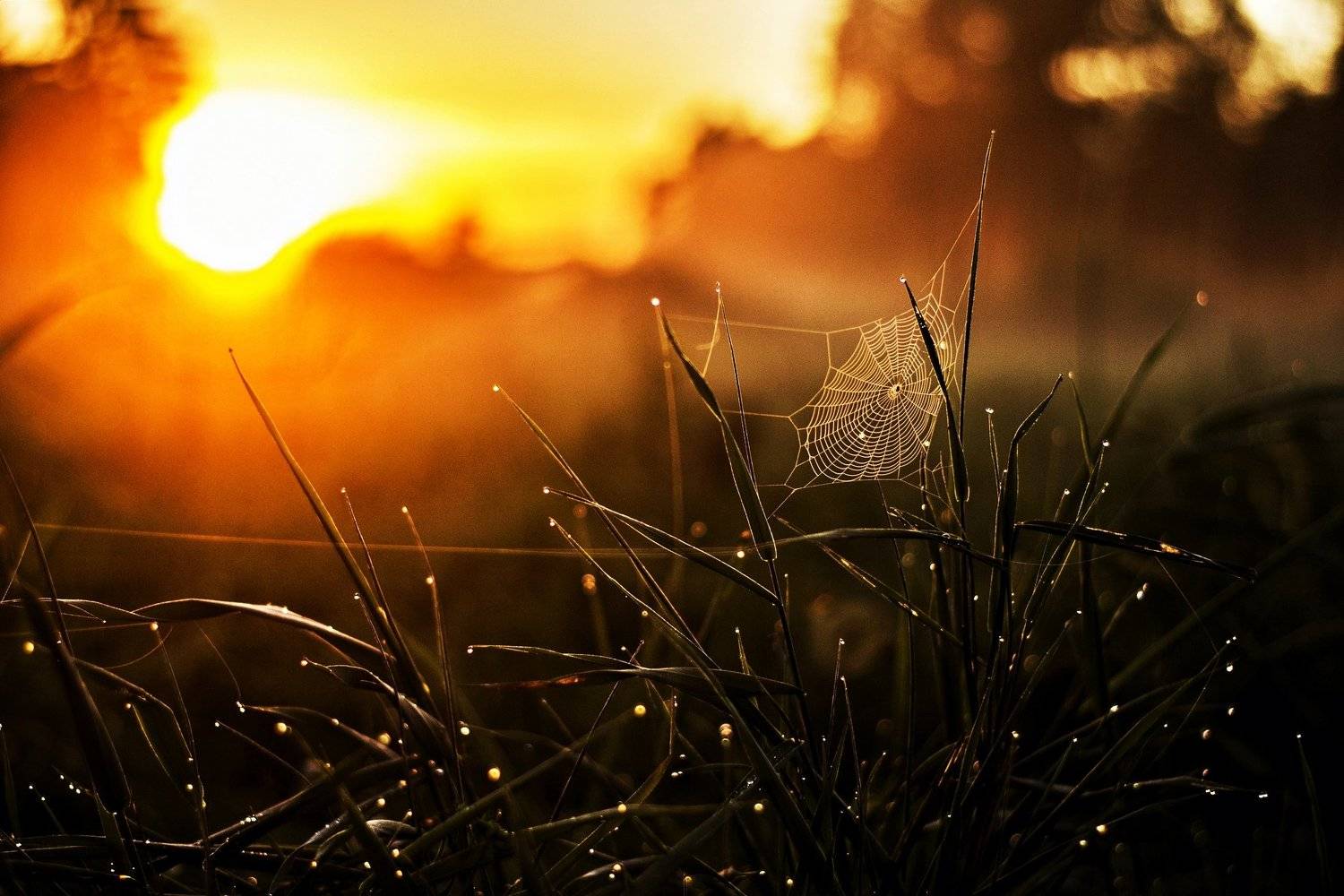 evening, sun, green, Elein