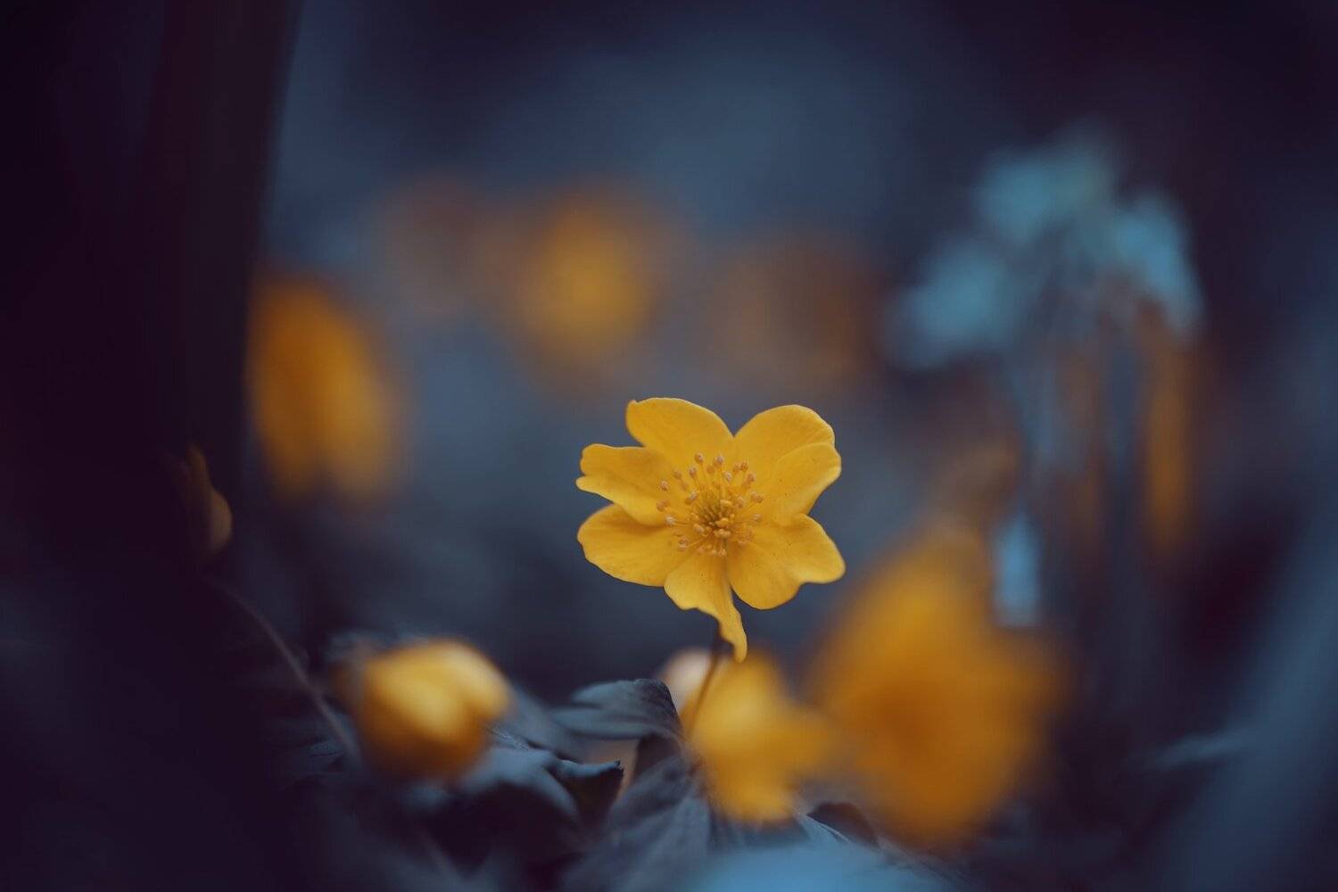 , Анастасия Добровольская