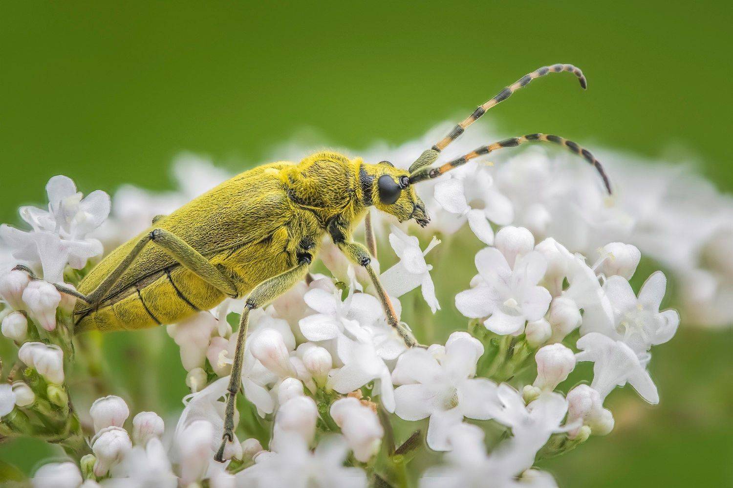 , Евгения Муравская