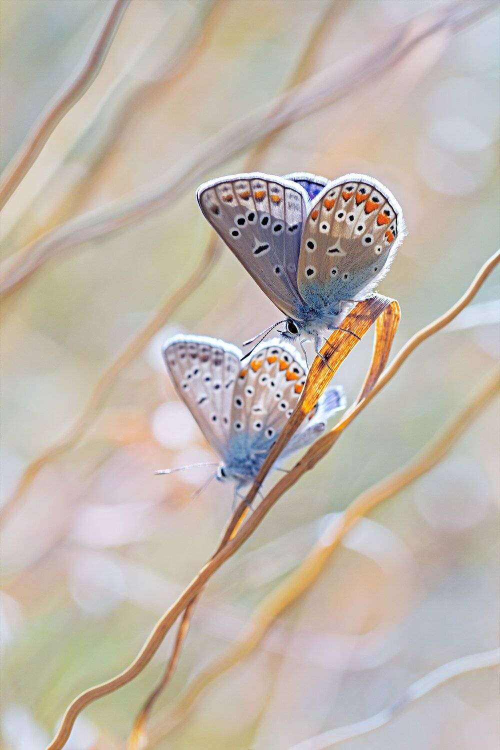 бабочка,ветка,цвет,красный,желтый,крылья, Юрий Котов