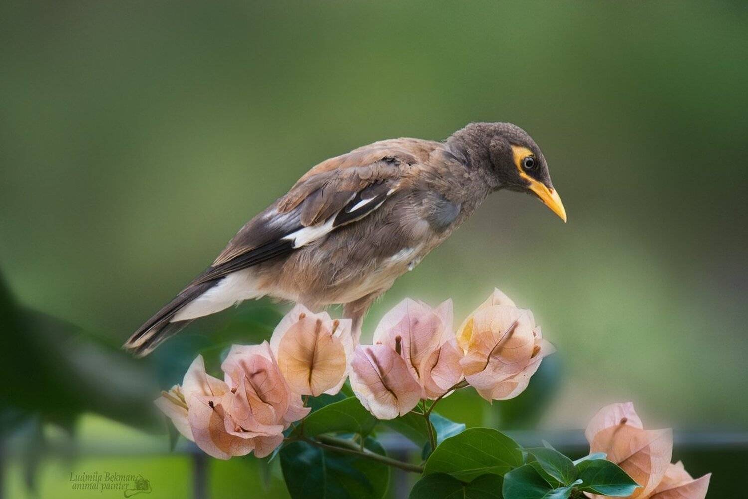 майна, утро, бугевиллия, Людмила Бекман