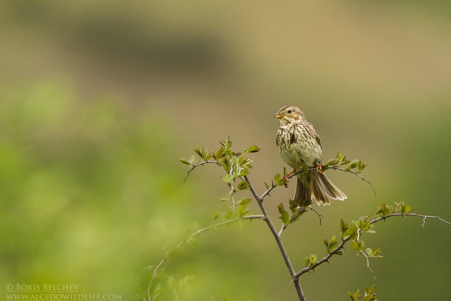 , Борис Белчев