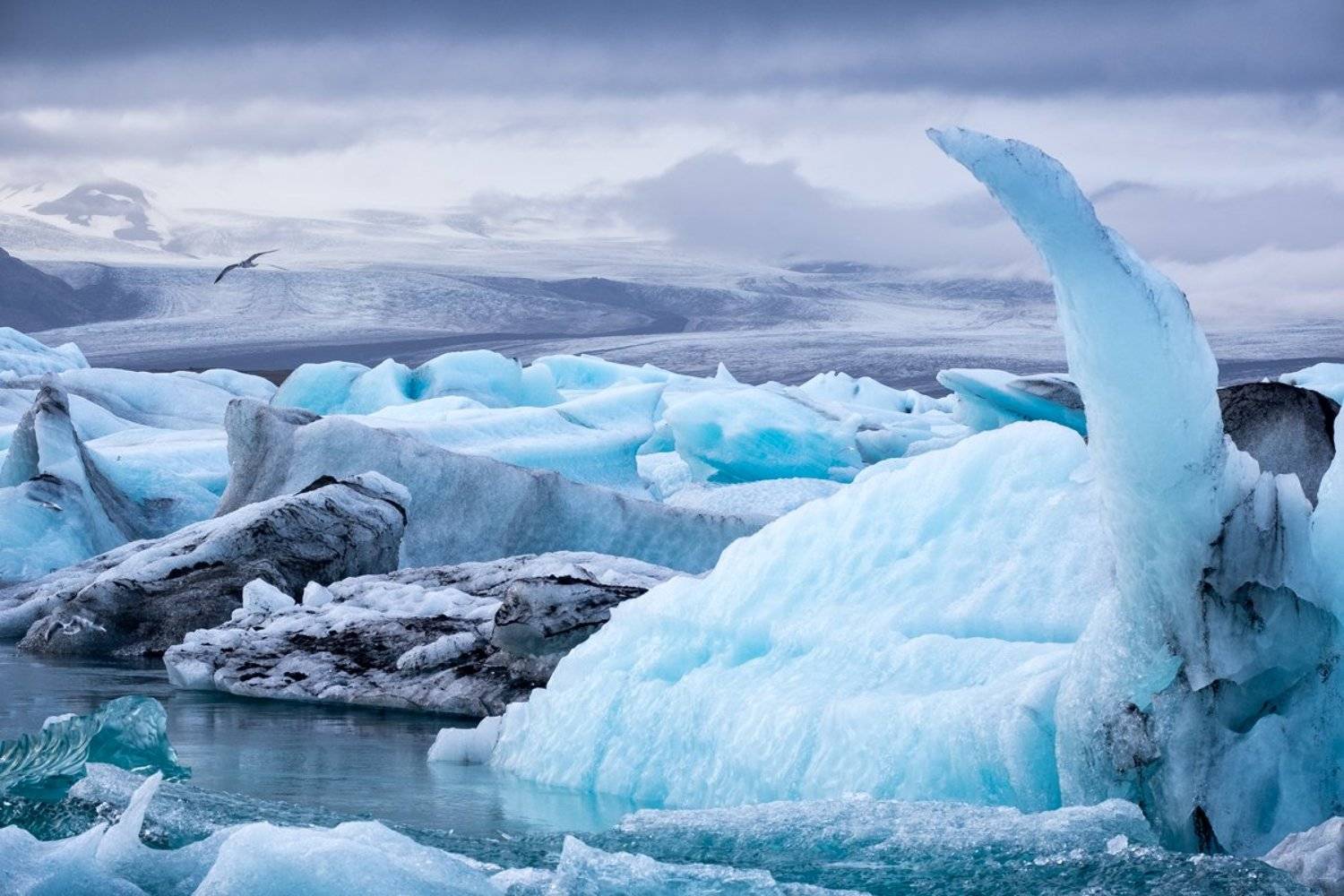 iceland,frozen,glacier,lake,winter,bird,forms, Kobran