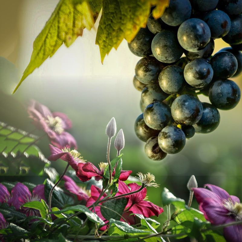 этюд этюд фото превью