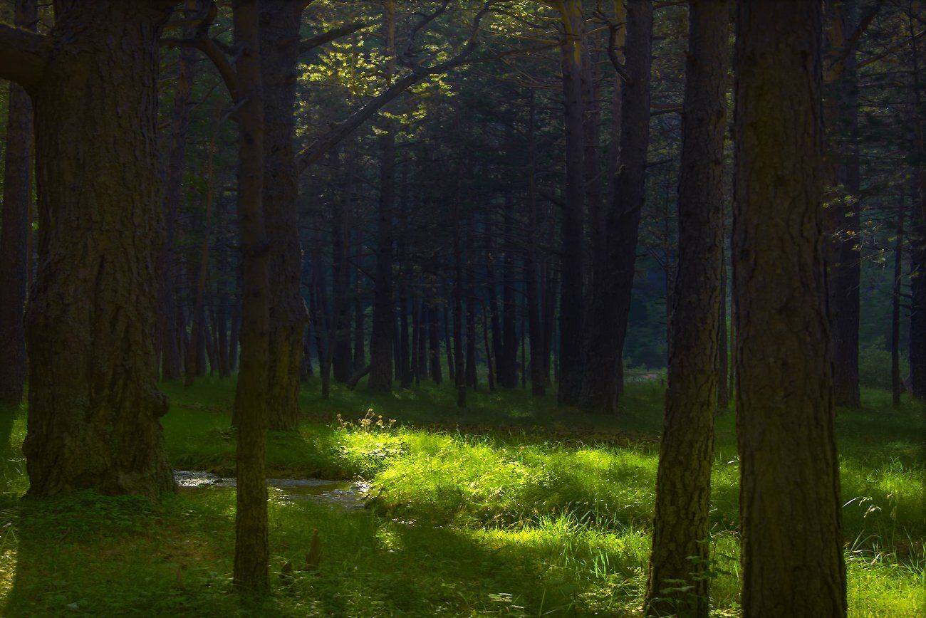 , Елена Брежицкая