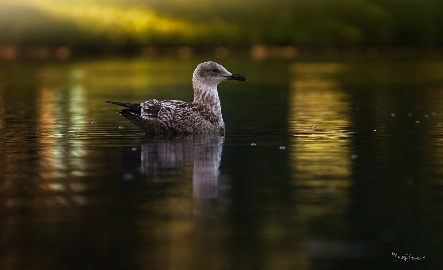 природа, лес, животные, птицы, Дмитрий Посевич