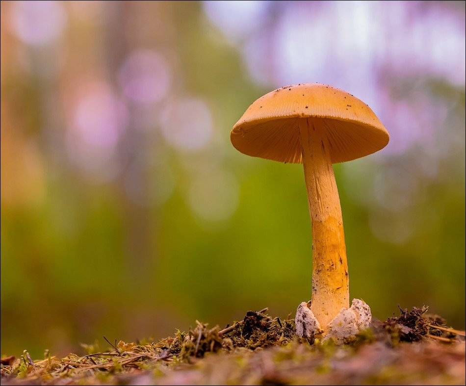 , Бурлов Андрей