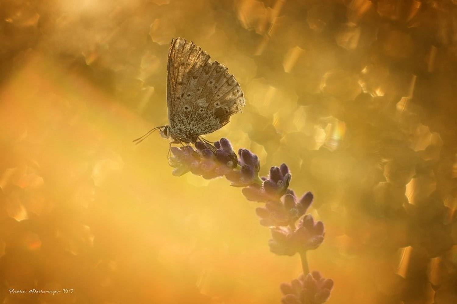 macro nature butterfly, Ryszard Lal