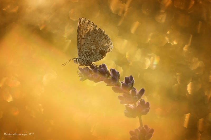 macro nature butterfly First Ray of Sun I фото превью