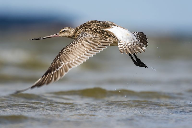 Малый веретенник (лат. Limosa lapponica). фото превью