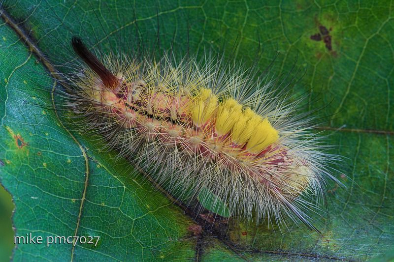 Гусеница краснохвоста Calliteara pudibunda фото превью