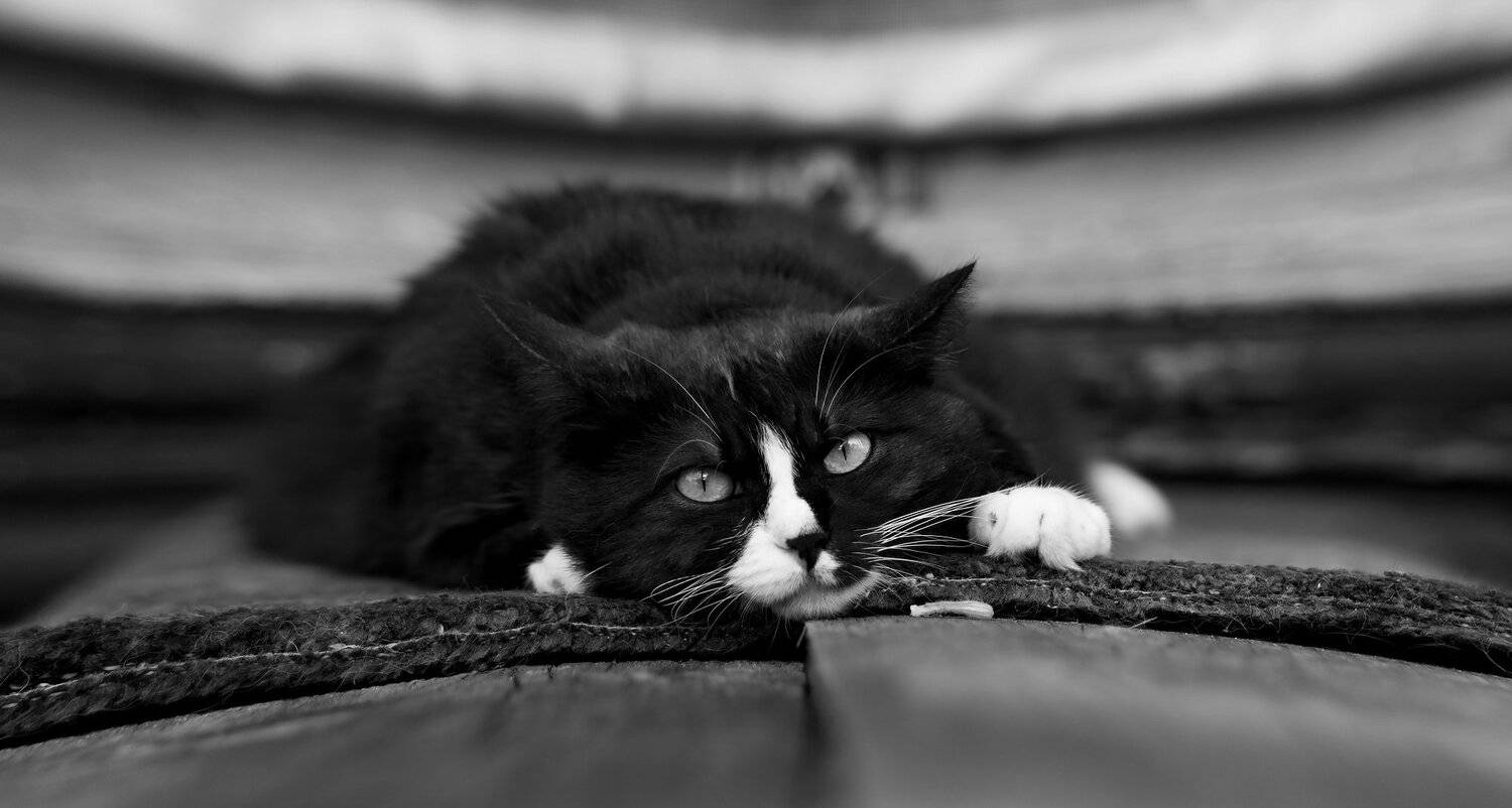 кошки, деревня, беларусь,, Sixten ( Сергей )