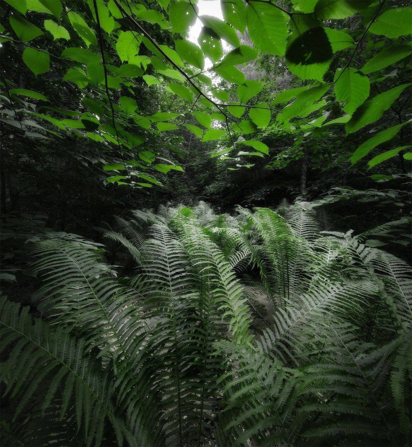 , Дмитрий Воронцов