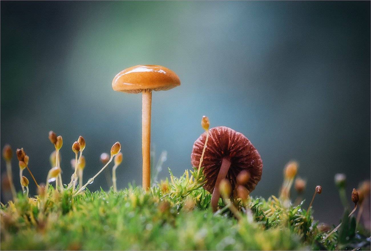 , Рудченко Анатолий