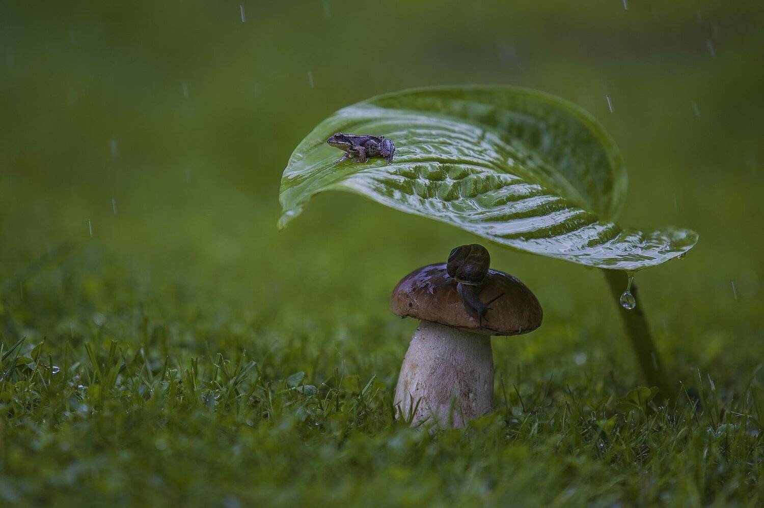 лягушка, улитка, гриб, дождь, макро, Александр Игнатьев