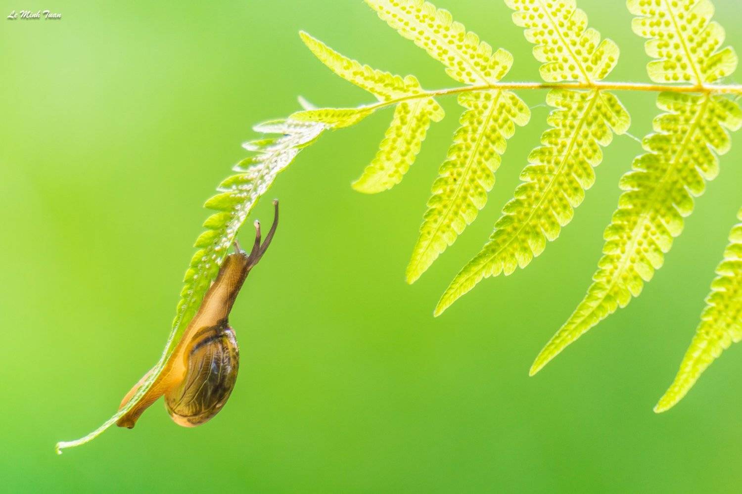 snail, L&ecirc; Minh Tuấn