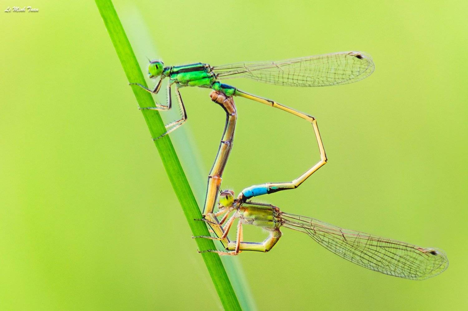 damselfly, L&ecirc; Minh Tuấn