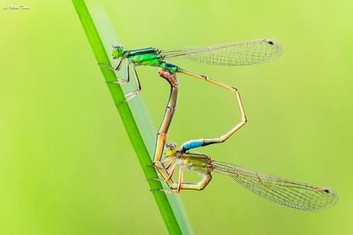 Mating season
