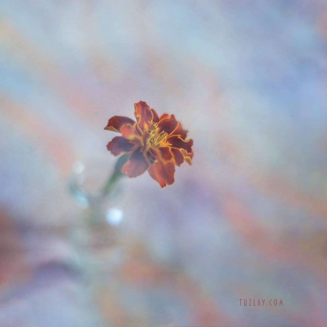 бархатцы, холст 50х50, лето во флаконе, Владимир Тузлай