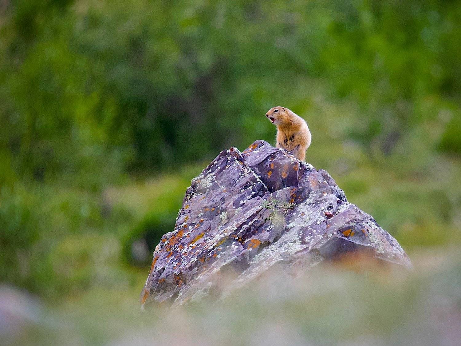 суслик,горы,июль,природа,лето,, Мазурин Евгений