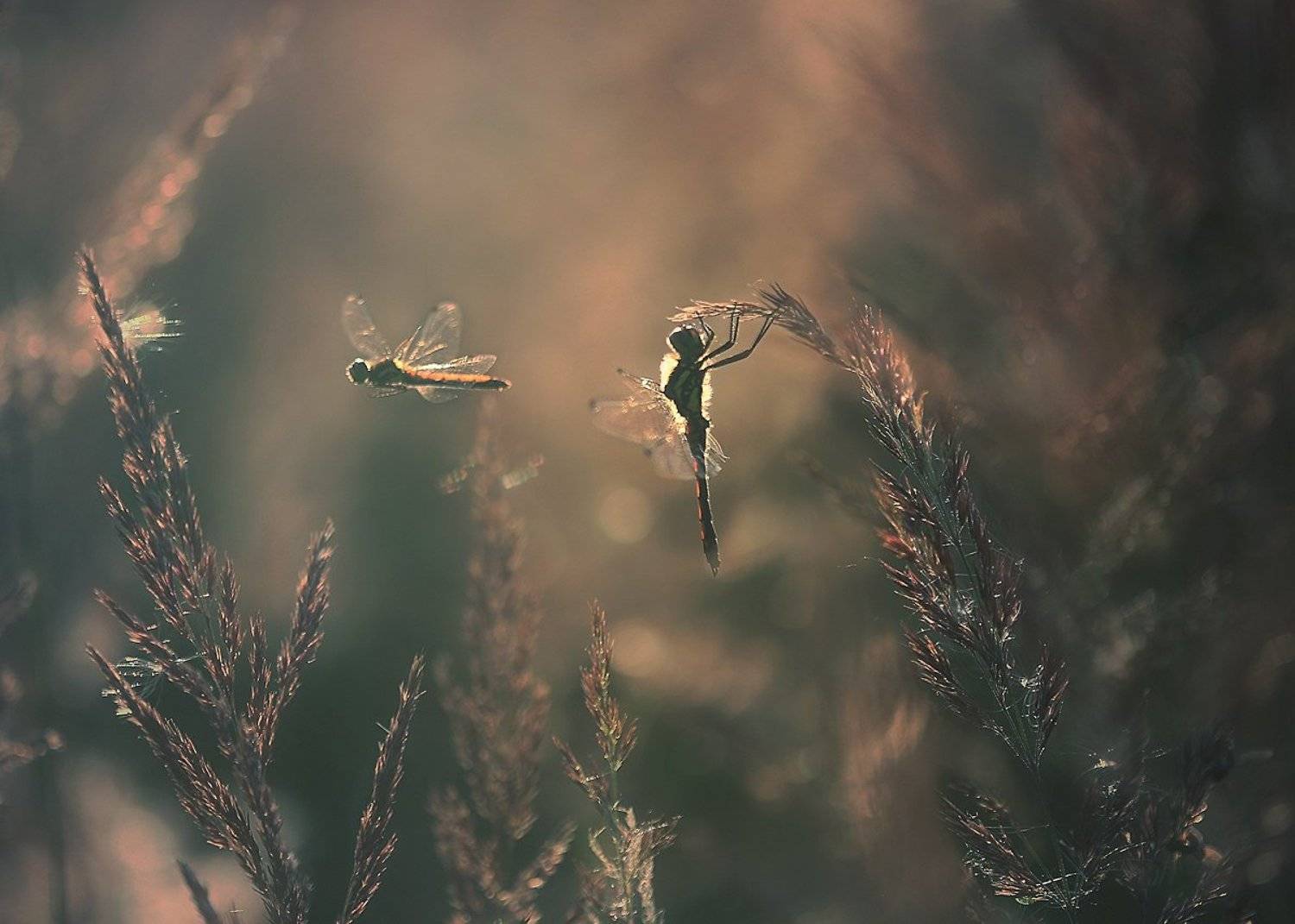 , Галина  Юняева