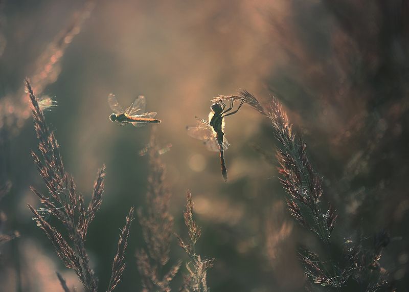 ..вечерняя.. фото превью