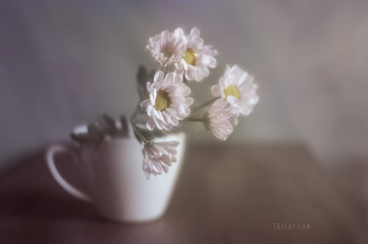 лето в чашке, астры, софт фокус, Владимир Тузлай