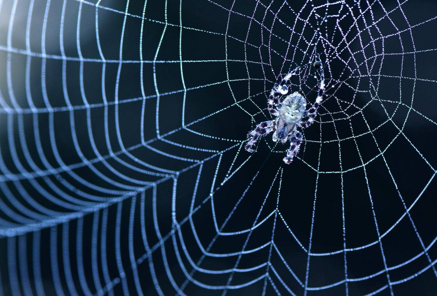 , Макеев Алексей