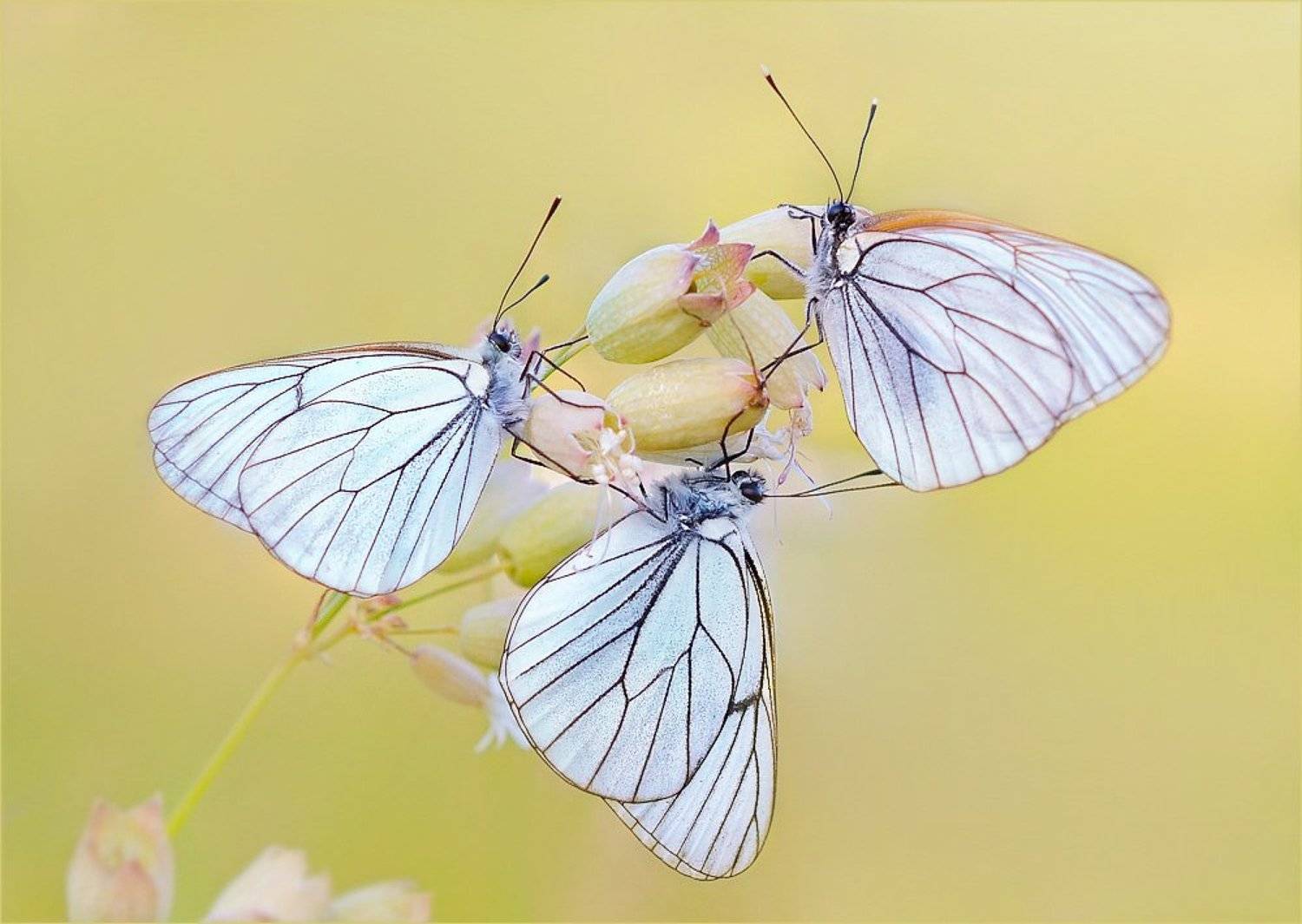 бабочки боярышницы., Елена Елена