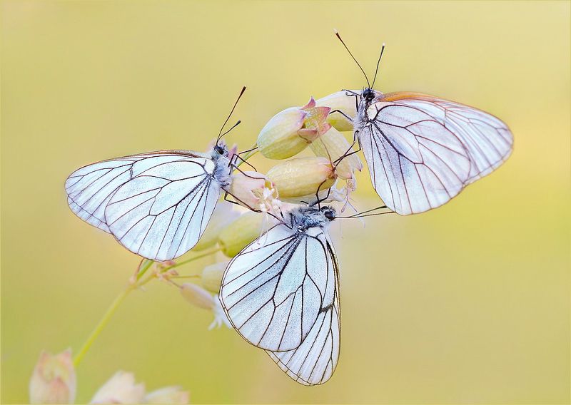 бабочки боярышницы. Хоровод. фото превью