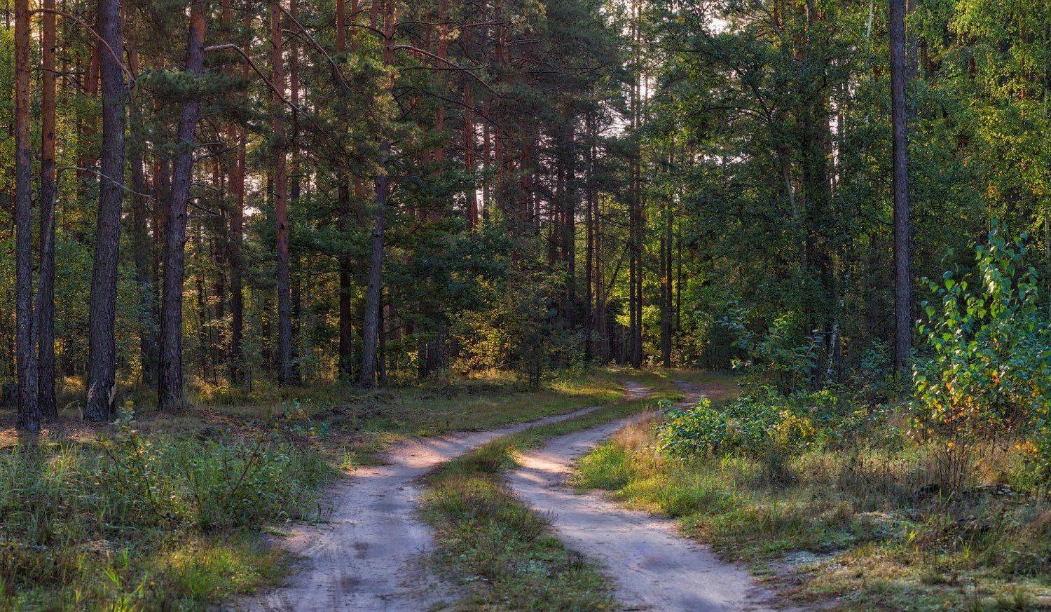лес, утро, осень,, Сергей Шабуневич