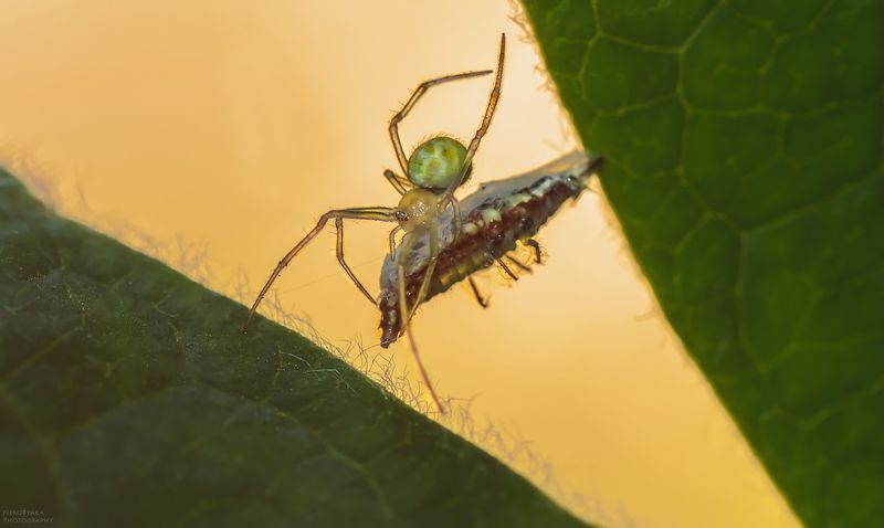 макро, природа, насекомые, паук, личинка, нимфа, златоглазка, macro, nature, insects, spider, larva, nymph, lacewing Крошечная битва фото превью