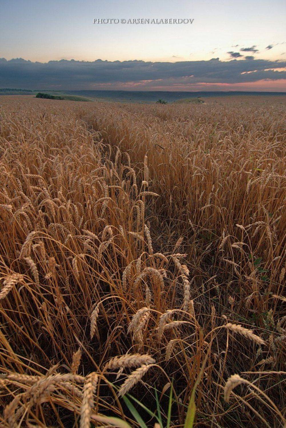 весна, поле, холмы, равнина, долина, утро, вечер, карачаево-черкесия, кавказ, простор, закат, поле, пшеница, рожь, Арсен Алабердов