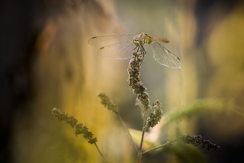 * фото превью