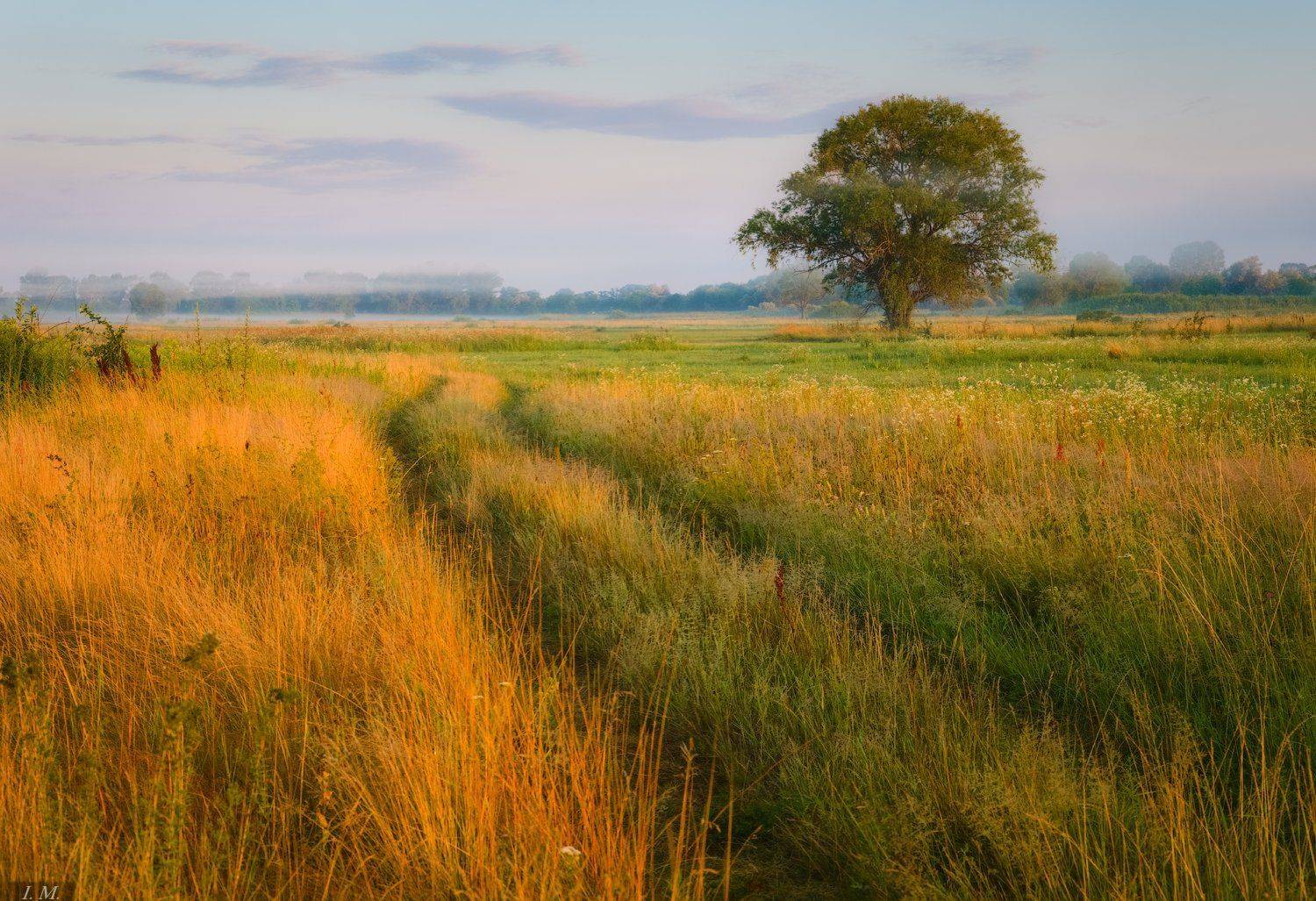 лето, утро, июль, туман, дерево, луг, травы, дорога, summer, tree, fog, july, morning, foggy, countryroad, view, meadow, grass, Ivan Maljarenko