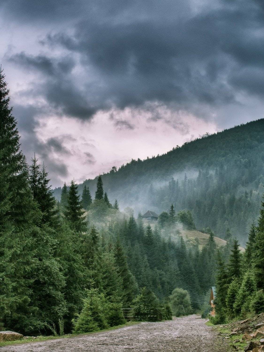 август, горы, дождь, карпаты, лес, лето, Вейзе Максим